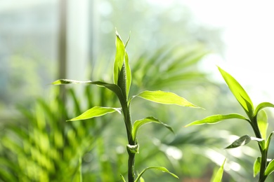 Photo of Bamboo stems with water drops on blurred background, closeup