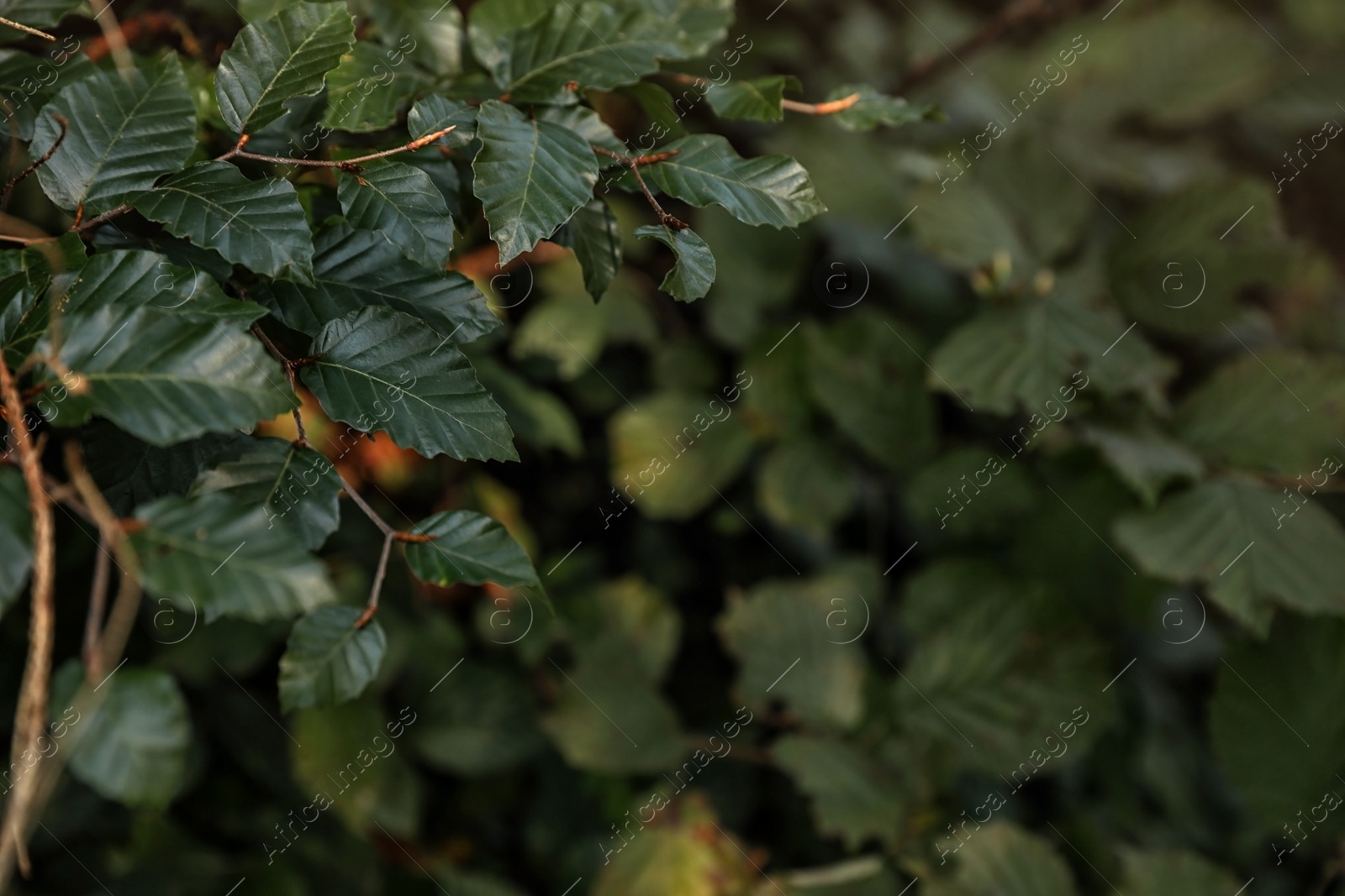 Photo of Beautiful tree with green leaves in forest, closeup