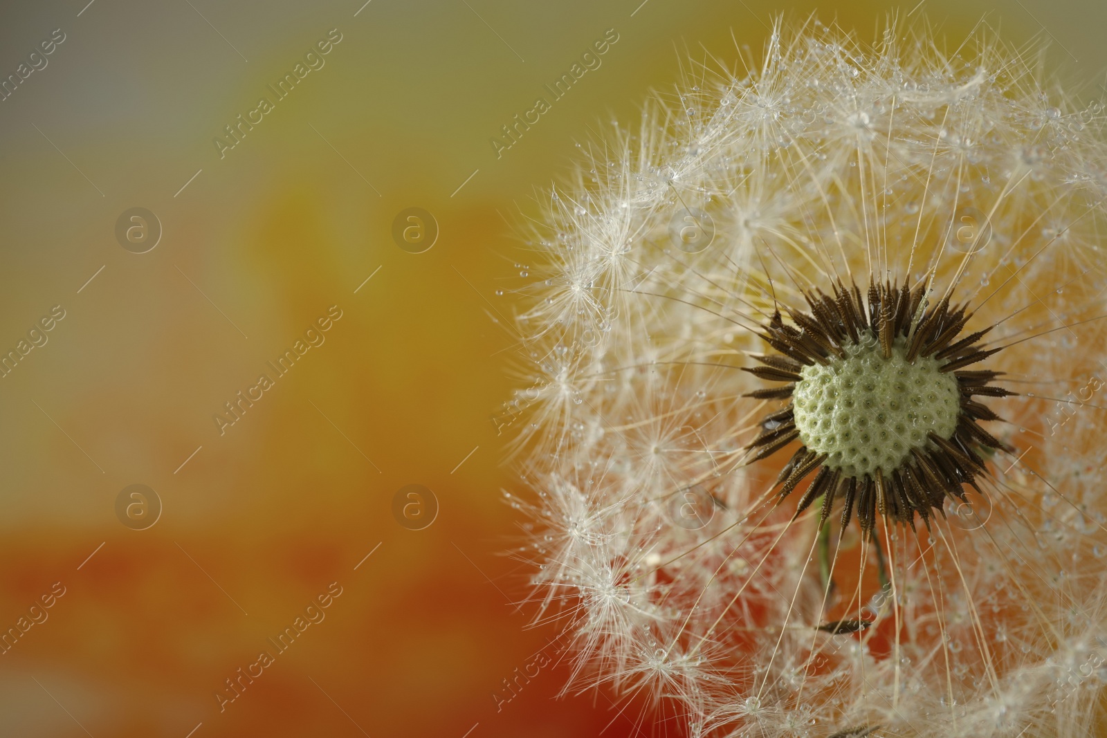 Photo of Beautiful dandelion flower with water drops on color background, closeup. Space for text