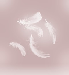 Image of Fluffy bird feathers falling on pale brown background