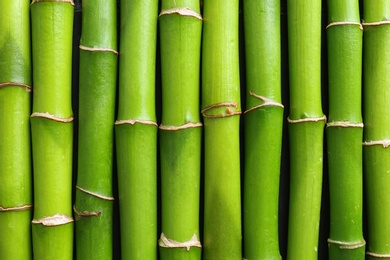 Photo of Green bamboo stems as background, top view