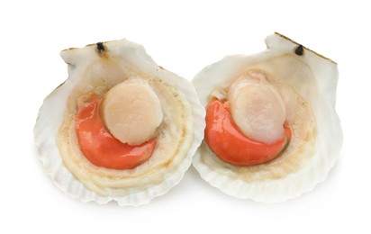 Fresh raw scallops in shells isolated on white, top view