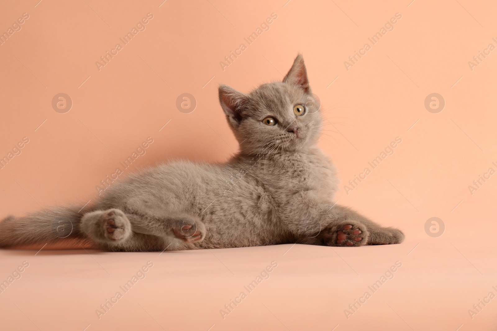 Photo of Scottish straight baby cat on pale pink background