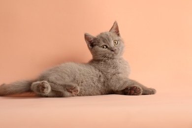 Photo of Scottish straight baby cat on pale pink background