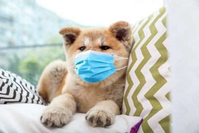Image of Adorable Akita Inu puppy in medical mask at home. Virus protection for animal