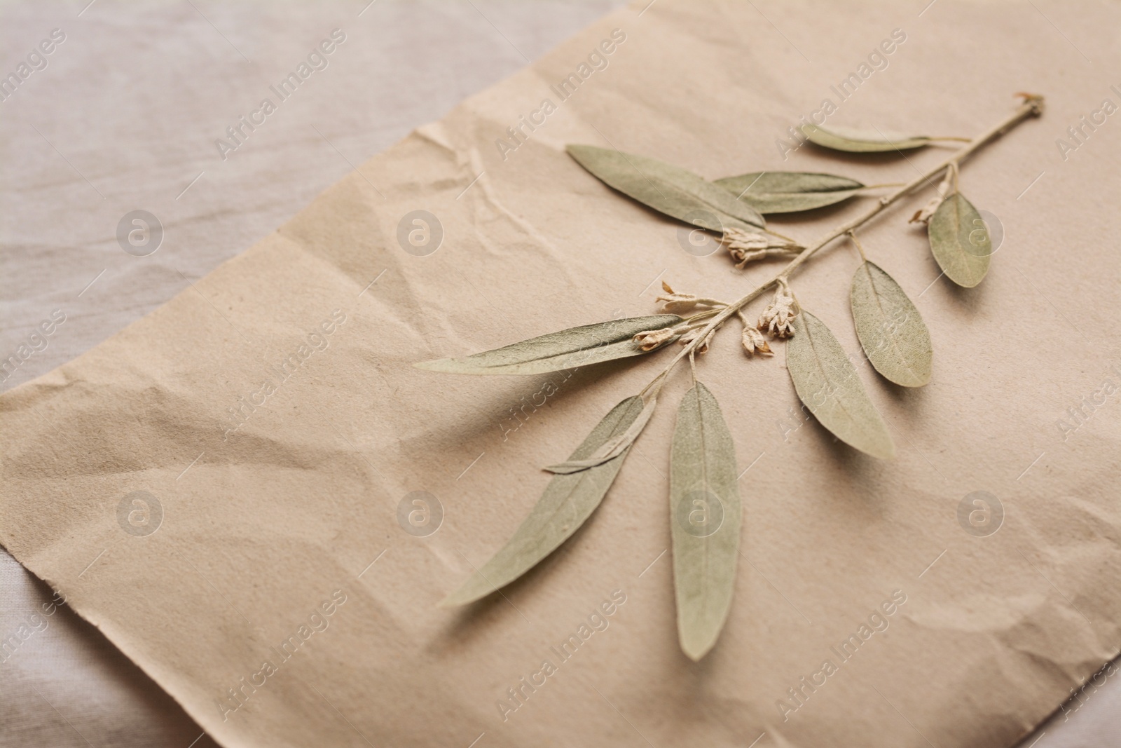 Photo of Sheet of paper with dried green leaves on white fabric, closeup