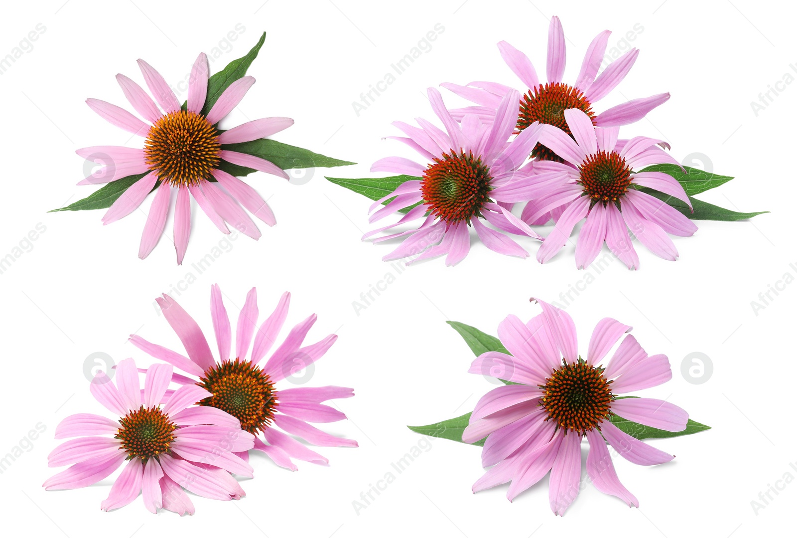 Image of Set with beautiful echinacea flowers on white background 