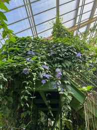 Photo of Beautiful blooming morning glory plants in greenhouse on sunny day