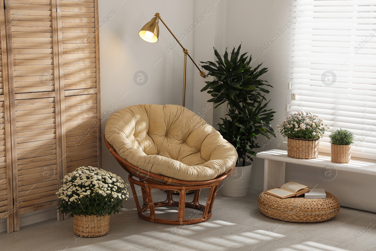 Photo of Wicker pots with beautiful chrysanthemum flowers in stylish room interior