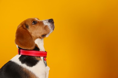 Photo of Adorable Beagle dog in stylish collar on orange background. Space for text