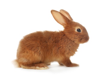 Photo of Adorable fluffy bunny rabbit on white background