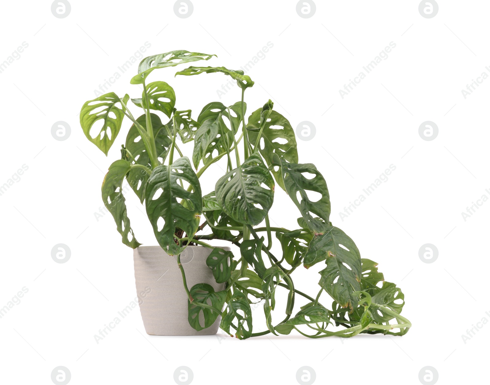 Photo of Potted houseplant with damaged leaves on white background, closeup