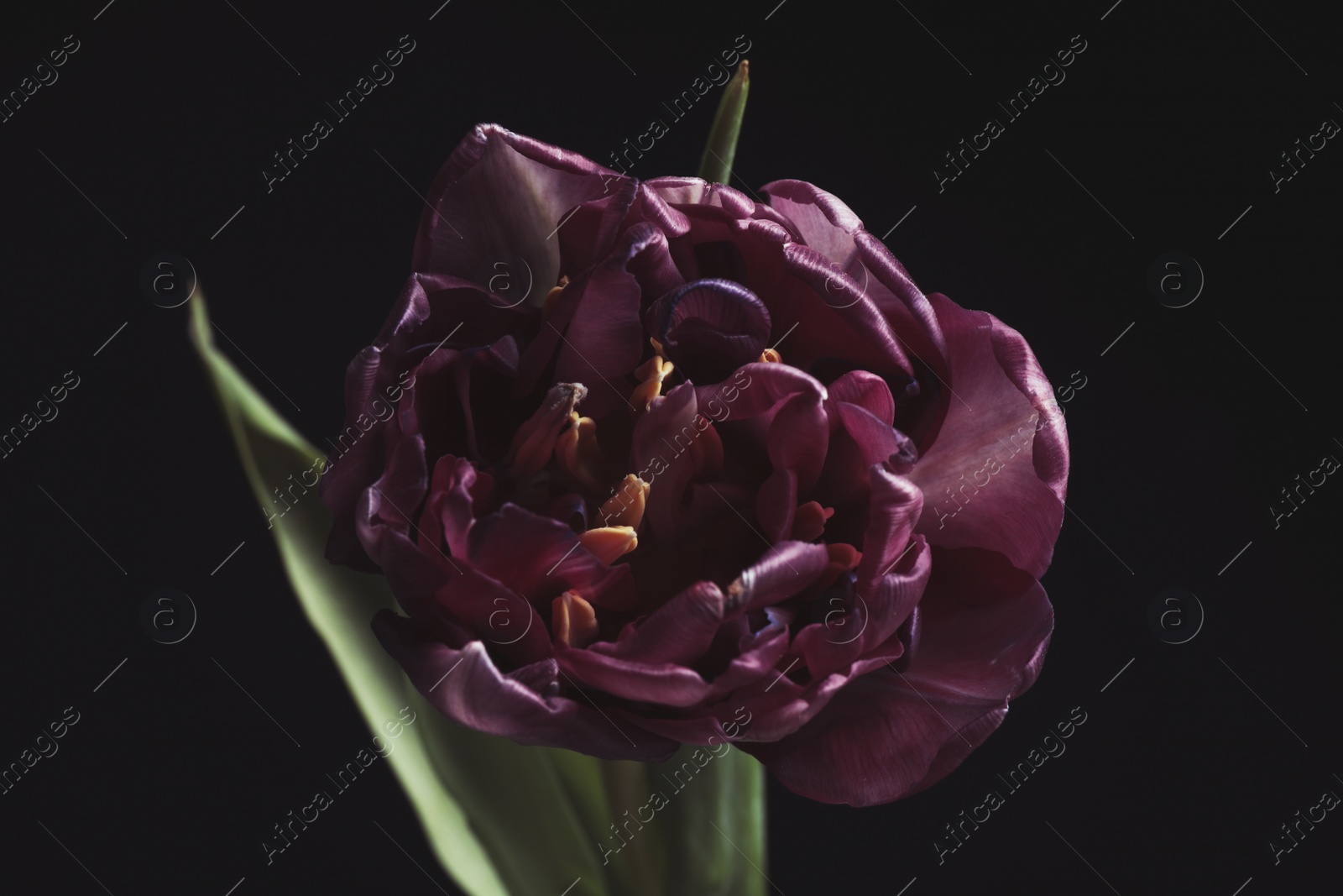 Photo of Beautiful fresh tulip on black background. Floral card design with dark vintage effect