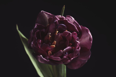 Photo of Beautiful fresh tulip on black background. Floral card design with dark vintage effect