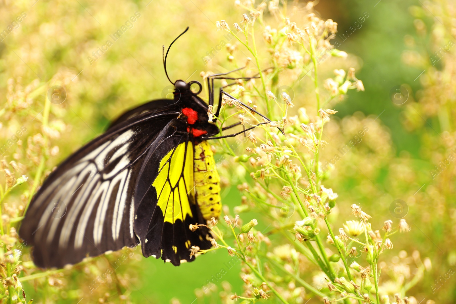 Photo of Beautiful common Birdwing butterfly on plant outdoors