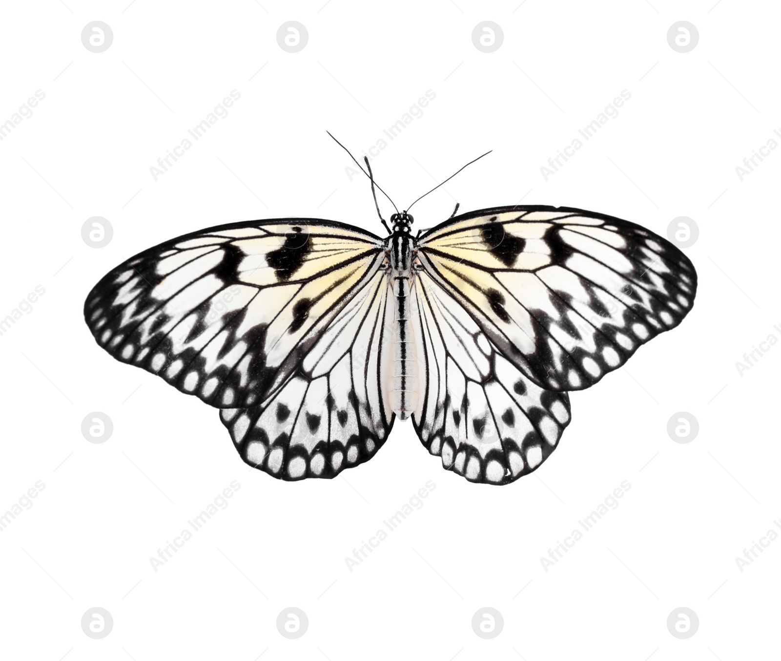 Photo of Beautiful rice paper butterfly isolated on white