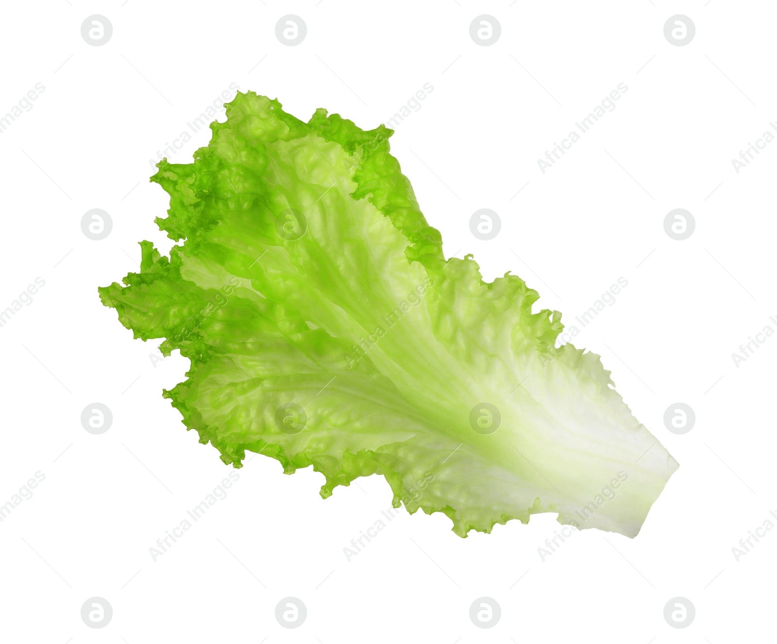 Photo of One green lettuce leaf isolated on white. Salad greens