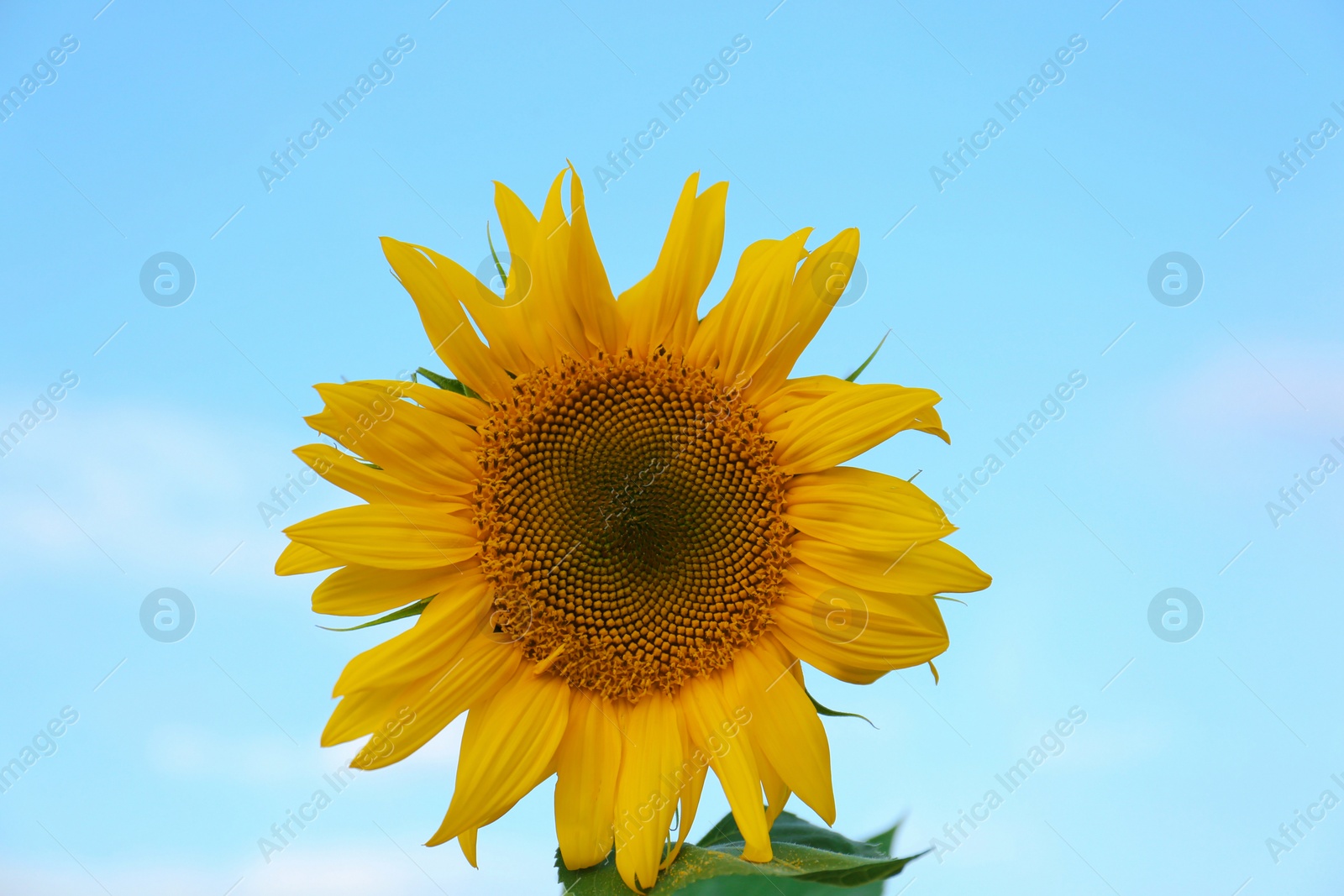 Photo of Beautiful blooming sunflower against sky on summer day