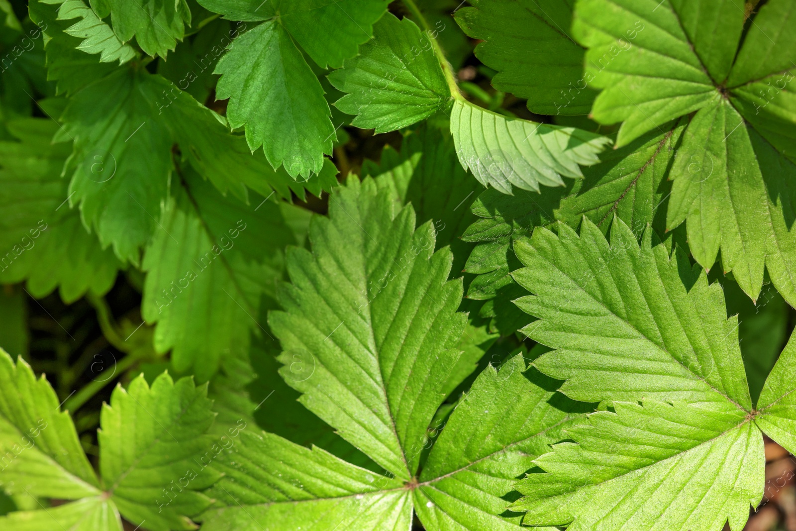 Photo of Many wild strawberry leaves as background, closeup