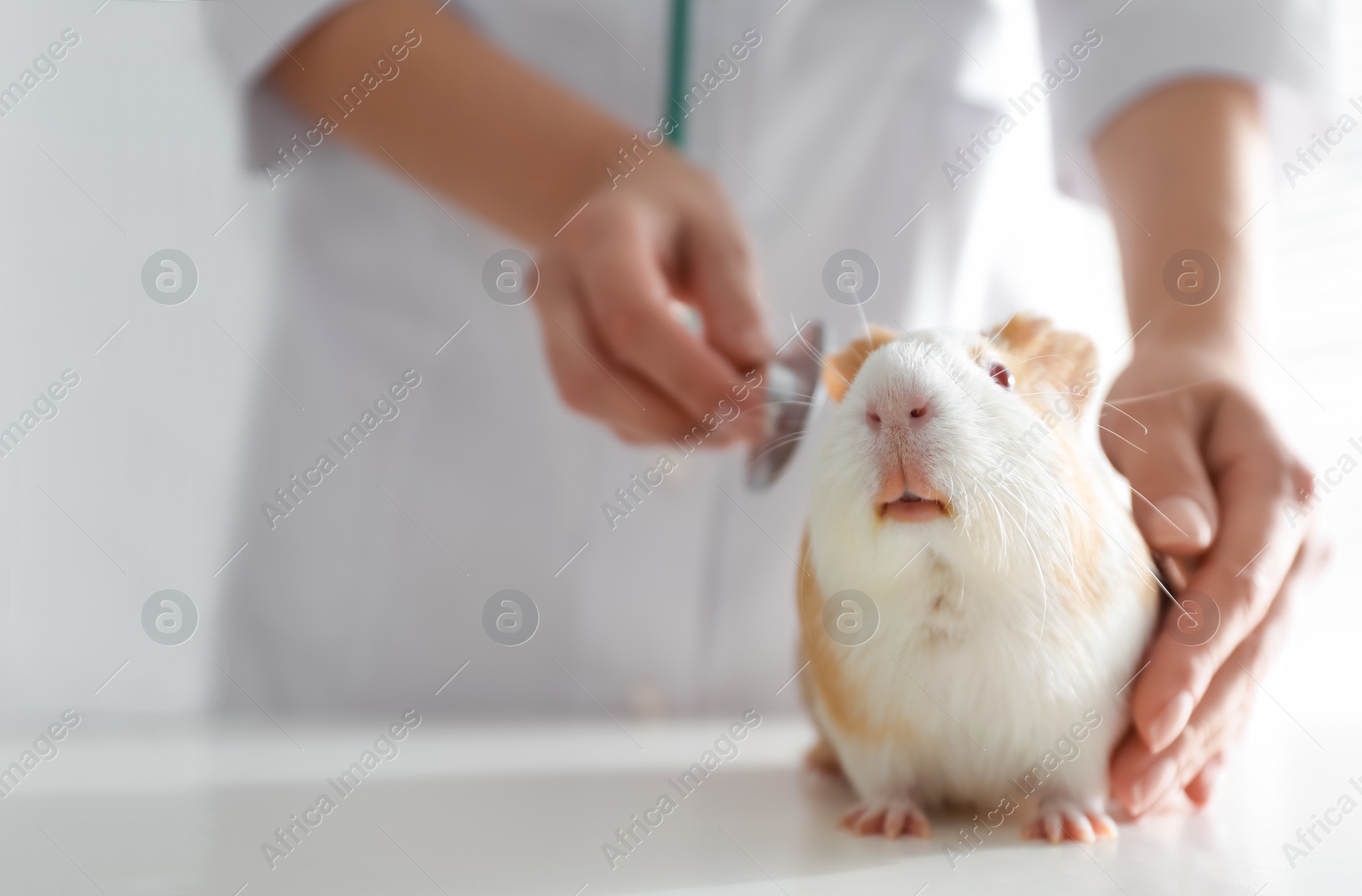 Photo of Female veterinarian examining guinea pig in clinic, closeup