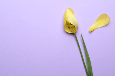 Photo of Yellow tulip on violet background, flat lay and space for text. Menopause concept