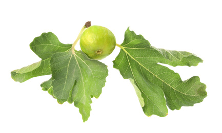 Photo of Whole tasty green fig with leaves isolated on white