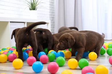 Photo of Chocolate Labrador Retriever puppies playing with colorful balls indoors