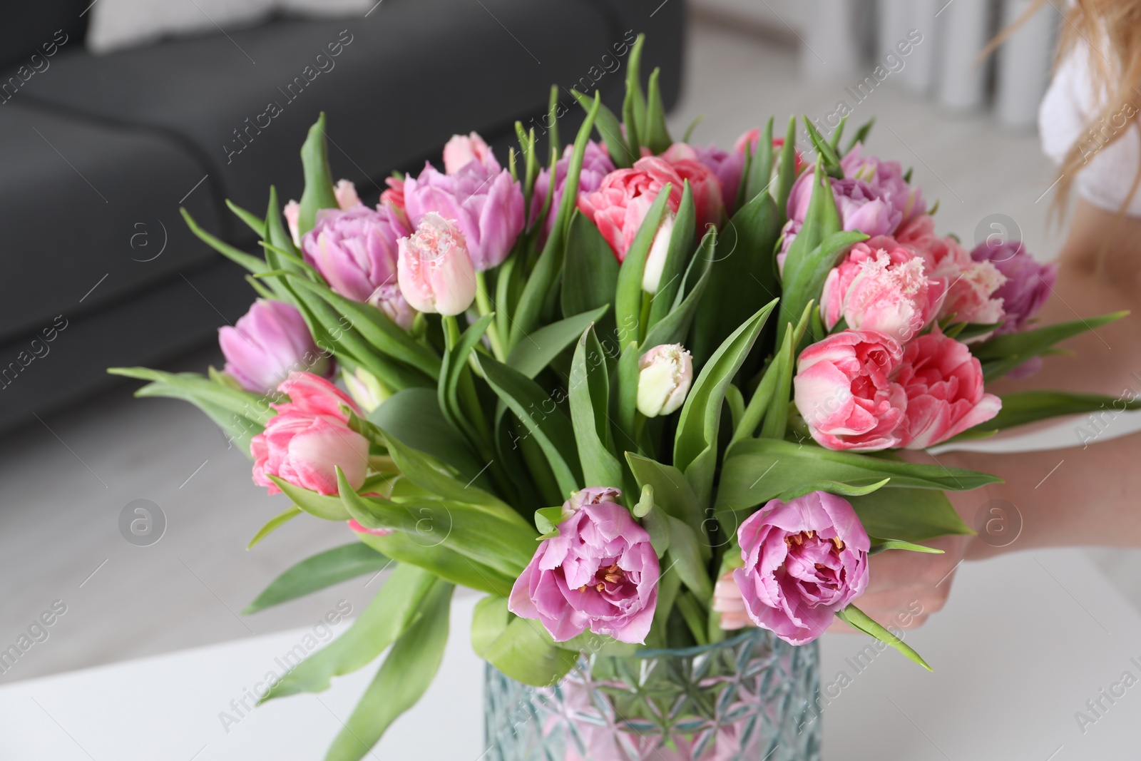 Photo of Woman putting bouquet of beautiful tulips in vase indoors, closeup