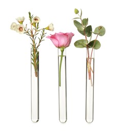 Different plants in test tubes on white background
