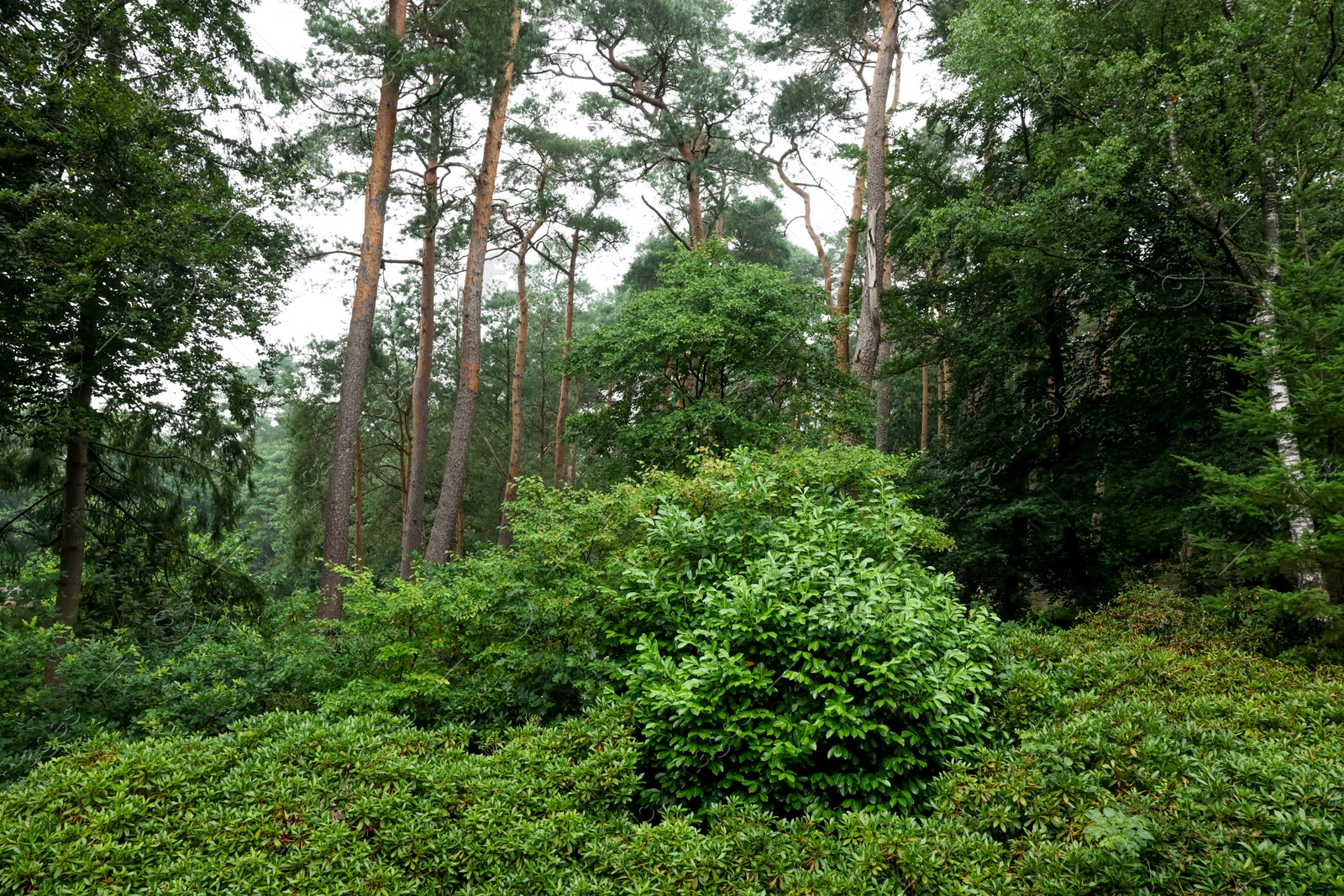 Photo of Beautiful forest with many different green plants