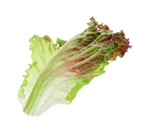 Leaf of fresh red coral lettuce isolated on white