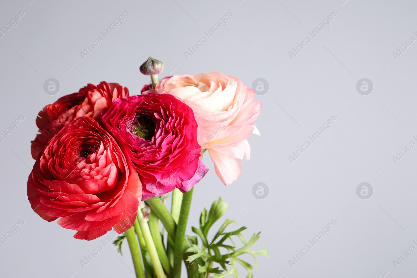 Photo of Beautiful fresh ranunculus flowers on light grey background, space for text