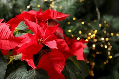 Photo of Beautiful poinsettia on blurred background. Traditional Christmas flower