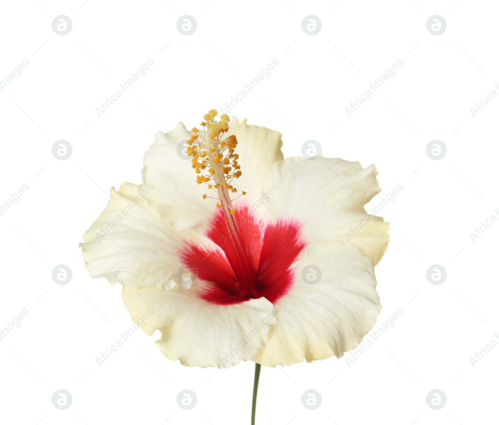 Photo of Beautiful tropical Hibiscus flower on white background