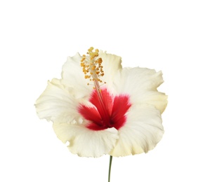 Photo of Beautiful tropical Hibiscus flower on white background