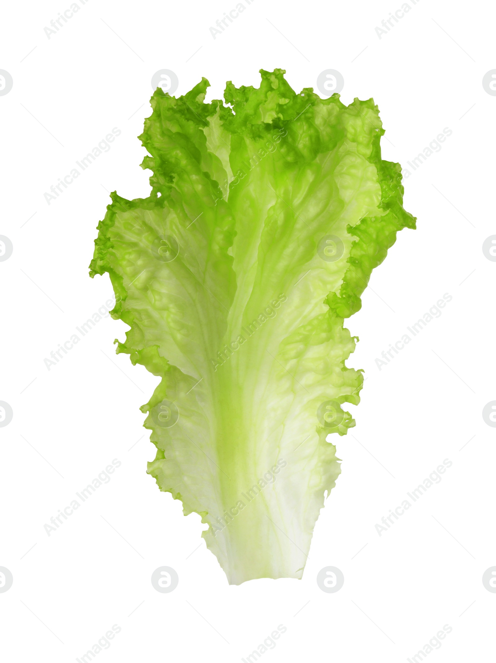 Photo of One green lettuce leaf isolated on white. Salad greens