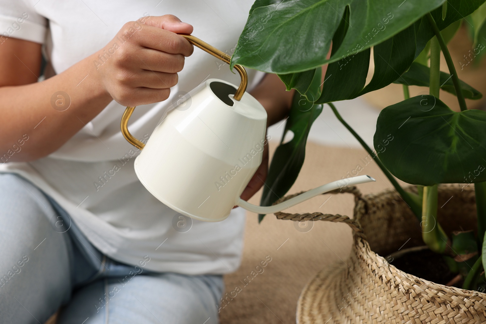 Photo of Houseplant care. Woman watering beautiful potted monstera with water, closeup