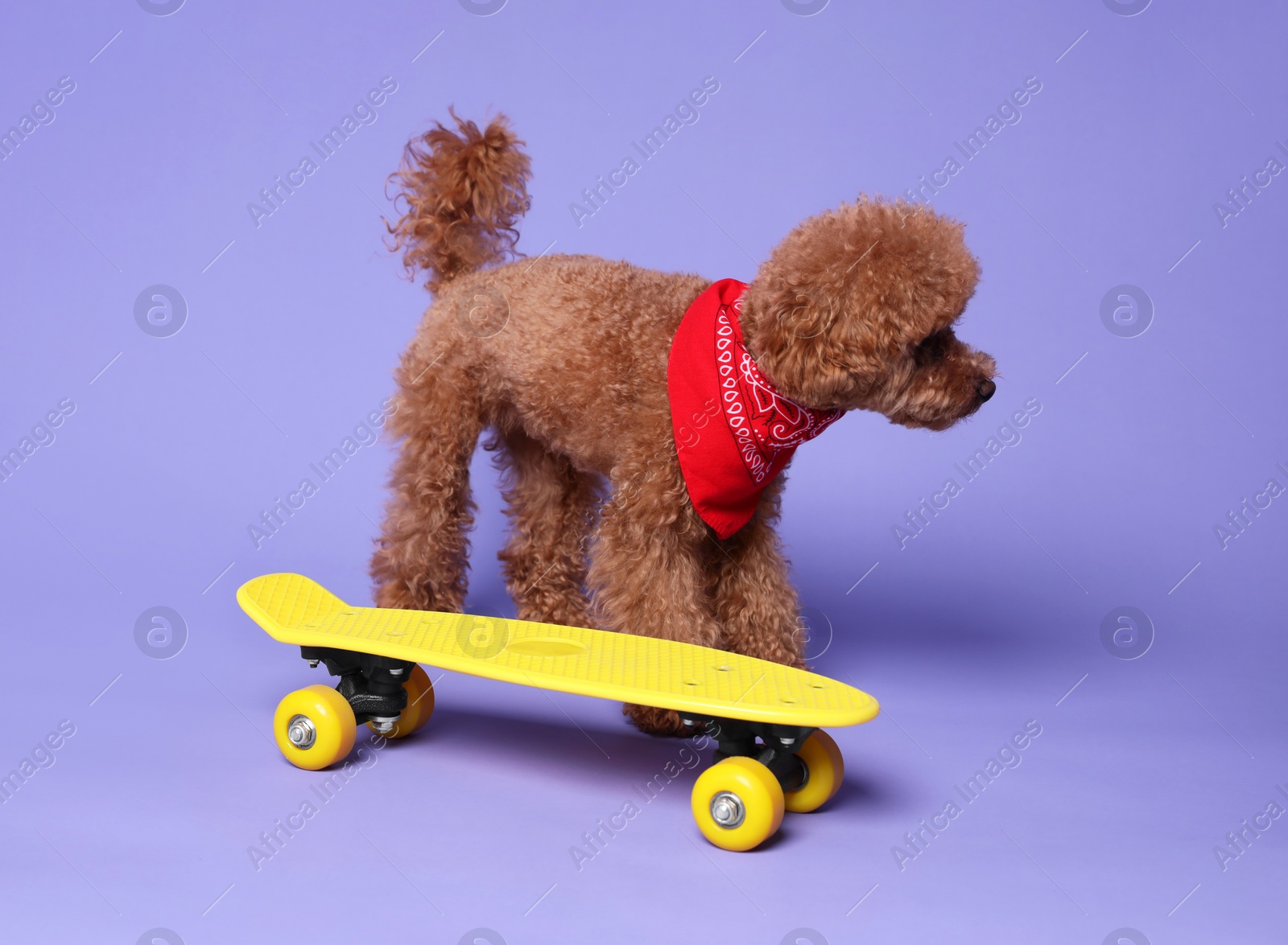 Photo of Cute Maltipoo dog with bandana and skateboard on light purple background