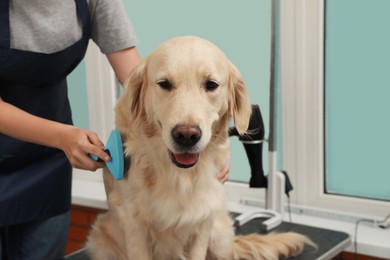 Photo of Professional groomer brushing fur of cute dog in pet beauty salon, closeup