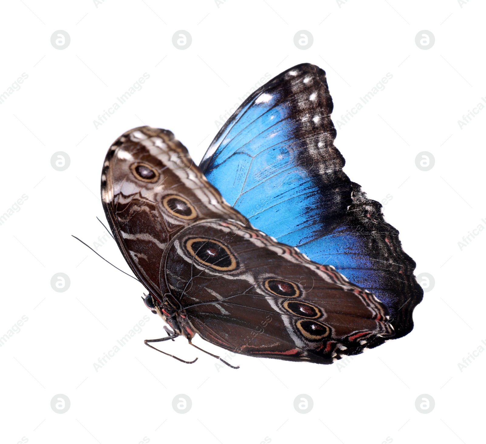 Photo of Beautiful common morpho butterfly isolated on white