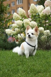 Cute Chihuahua with leash on green grass in park. Dog walking