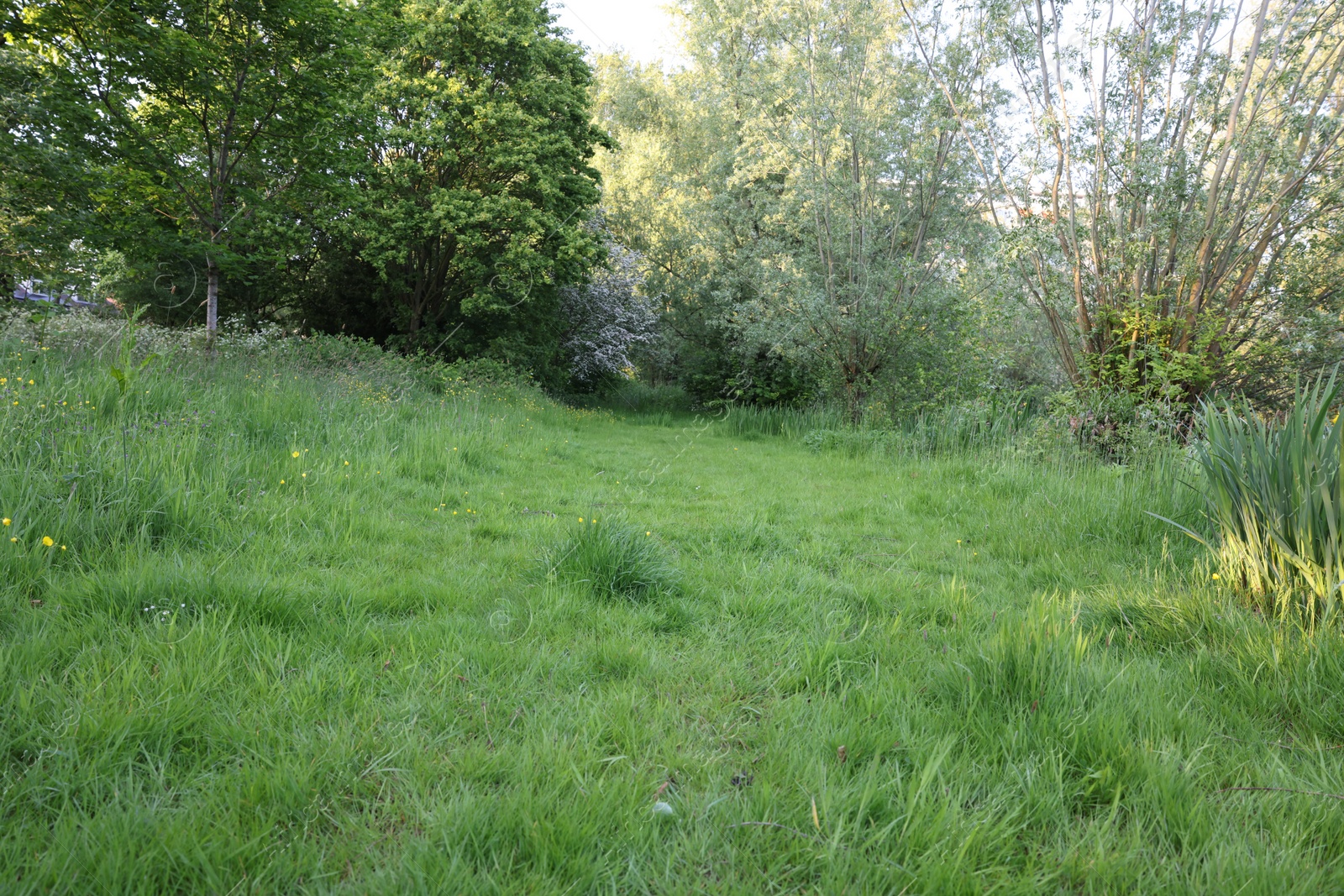 Photo of Beautiful view of green grass and other plants in park