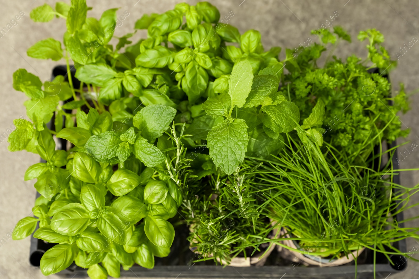 Photo of Different aromatic potted herbs in crate, above view