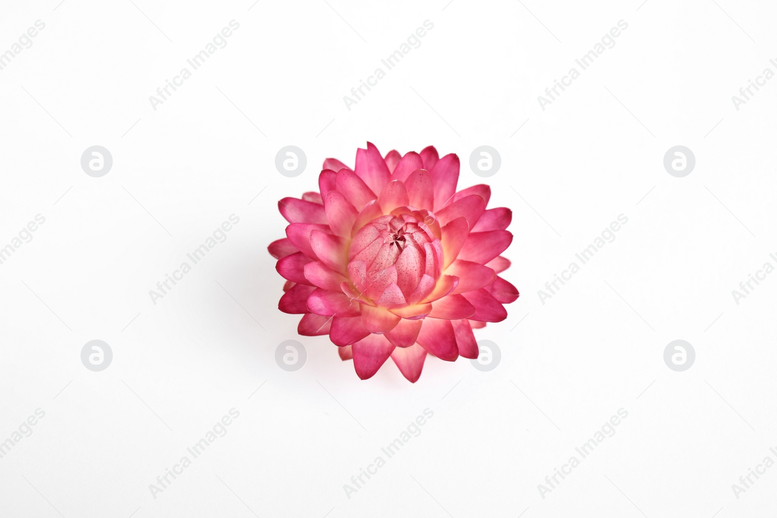 Photo of Beautiful helichrysum flower isolated on white, top view