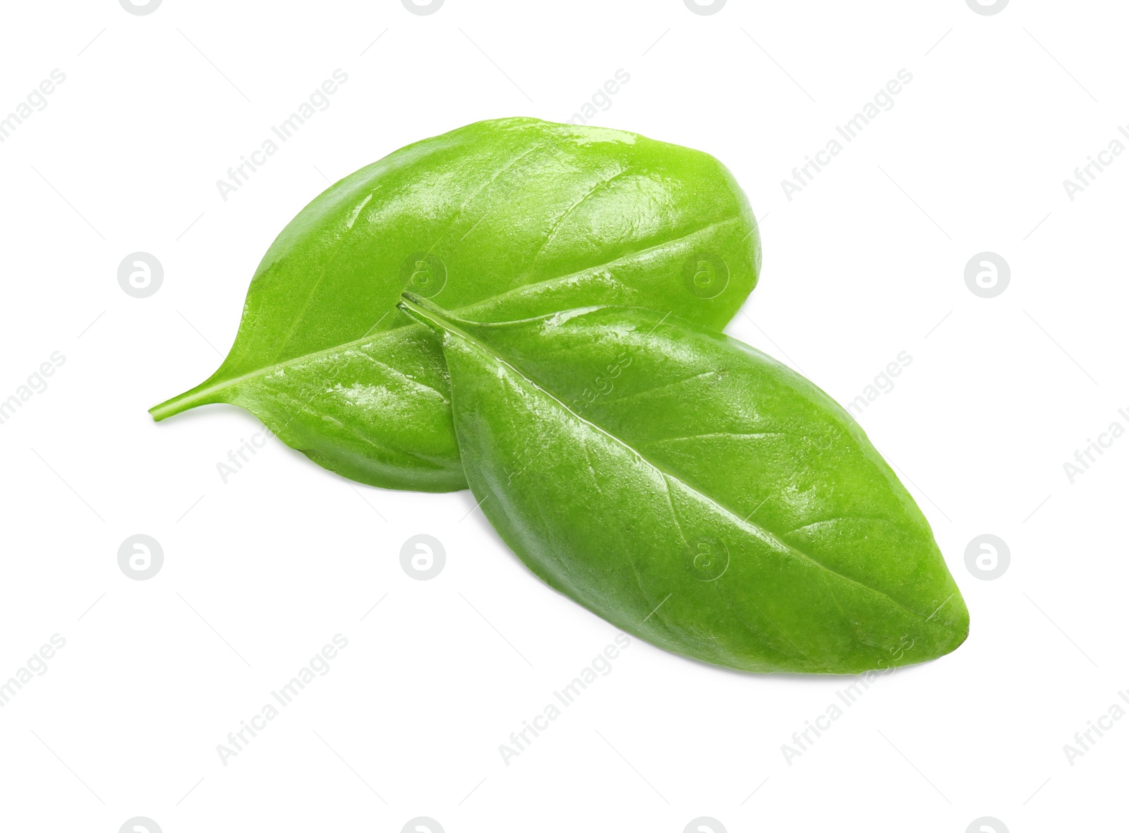 Photo of Fresh green basil leaves on white background