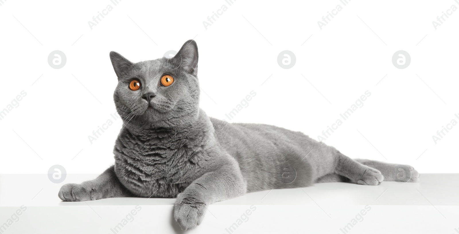 Photo of Adorable grey British Shorthair cat on white background