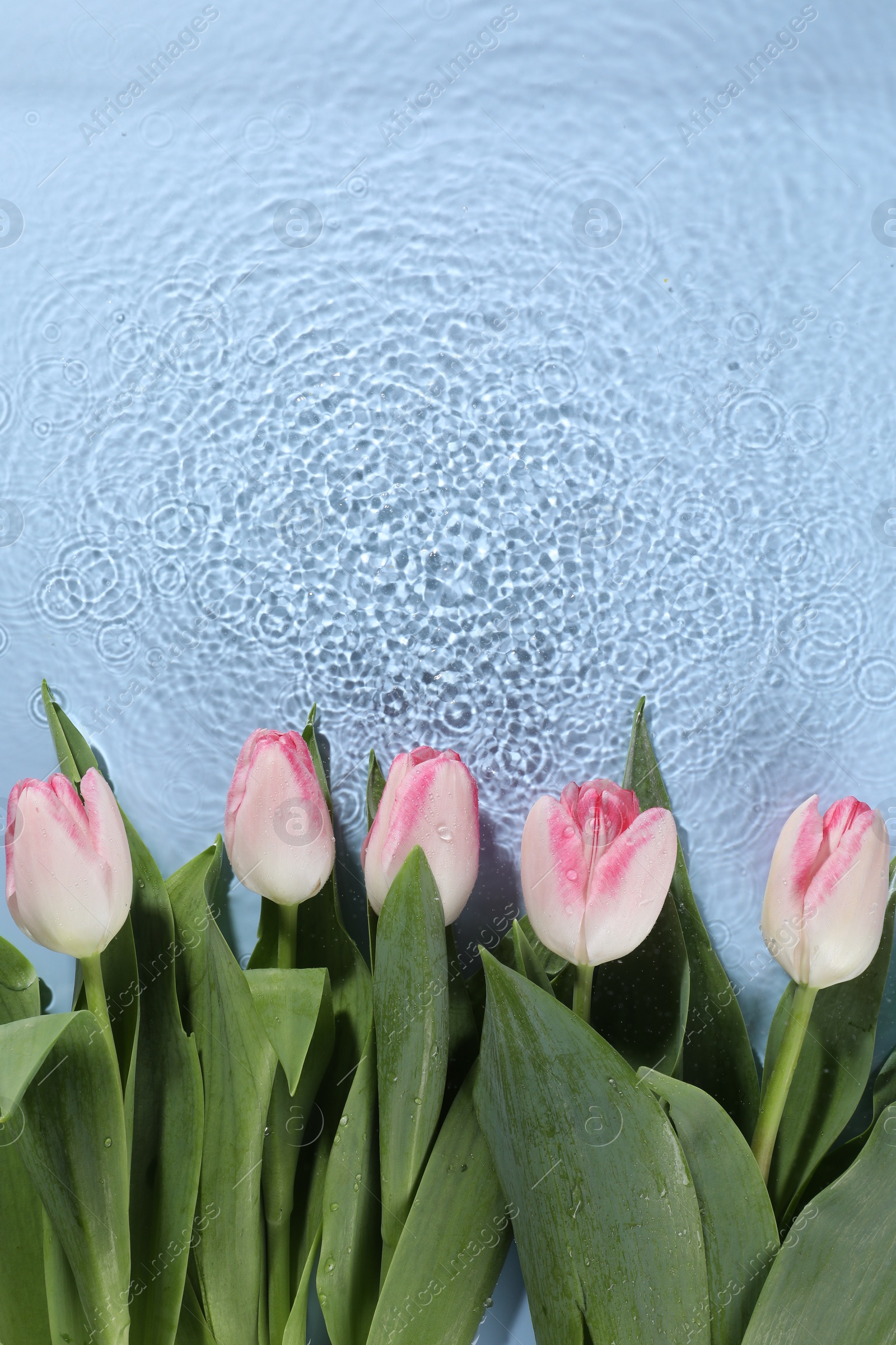 Photo of Beautiful tulips in water on light blue background, top view. Space for text