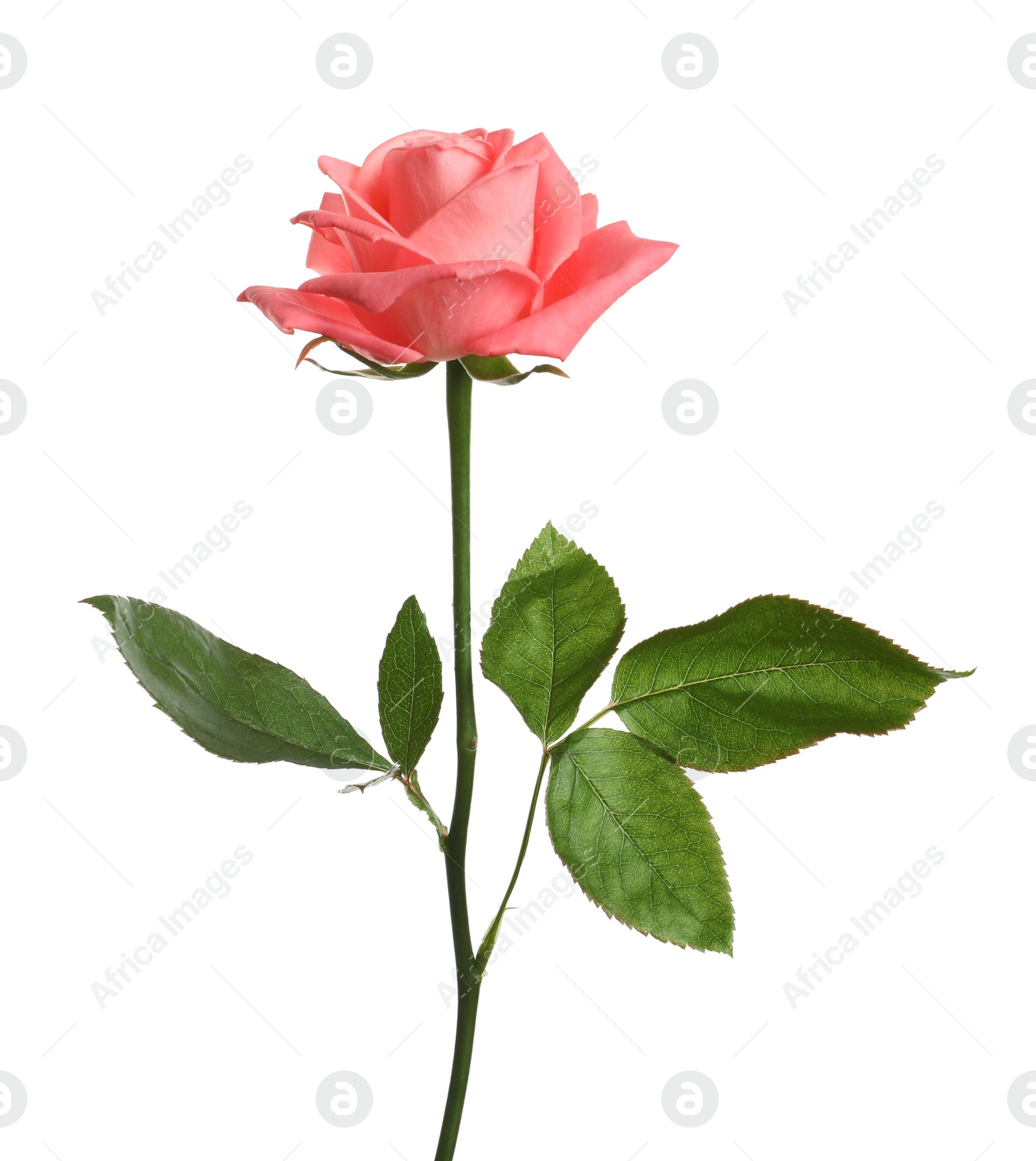 Photo of Beautiful blooming pink rose on white background