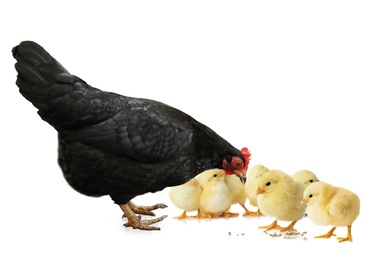 Hen with cute chickens on white background