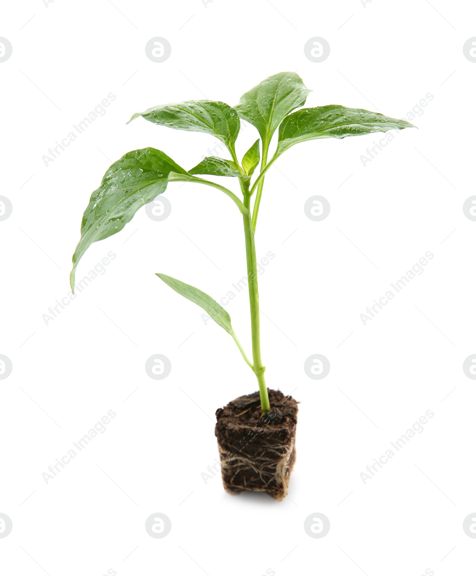 Photo of Fresh green pepper seedling isolated on white